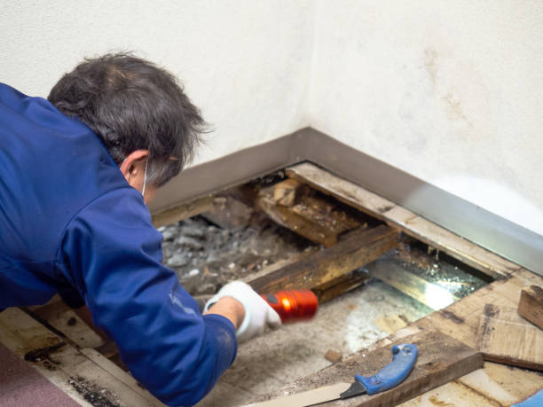 Best Mold Remediation for Specific Building Types in Pomeroy, OH