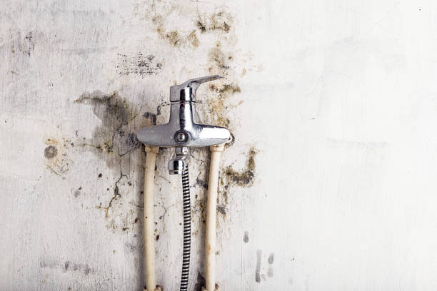 Best Basement Mold Remediation in Pomeroy, OH