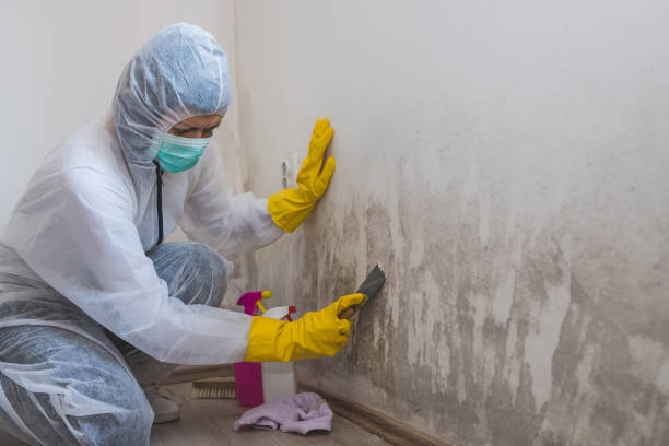 Best Residential Mold Remediation in Pomeroy, OH