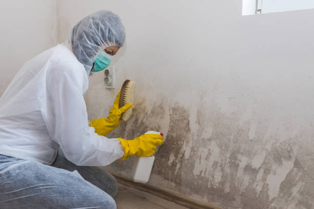 Best Bathroom Mold Remediation in Pomeroy, OH