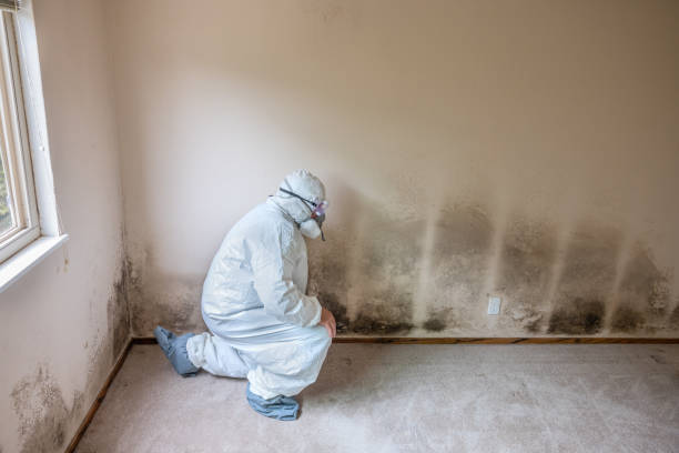 Best White Mold Remediation in Pomeroy, OH