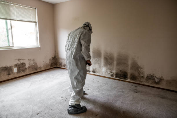 Best Kitchen Mold Remediation in Pomeroy, OH