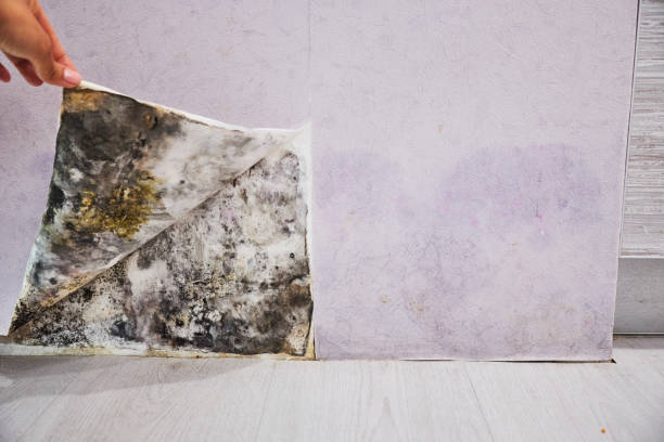 Pomeroy, OH Mold Remediation Company